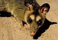 СЕРЫЙ ЧЕТЫРЕХГЛАЗЫЙ ОПОССУМ, или ПЛАВУН (Philander opossum)