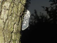 Zeuzera pyrina - Leopard Moth