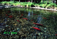 Oncorhynchus nerka, Sockeye salmon: fisheries, aquaculture, gamefish, aquarium