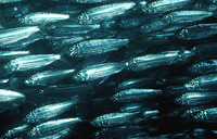 Herklotsichthys quadrimaculatus, Bluestripe herring: fisheries, bait