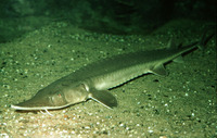 Scaphirhynchus platorynchus, Shovelnose sturgeon: gamefish, aquarium