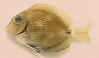 Acanthurus randalli, Gulf surgeonfish: