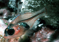 Apogon coccineus, Ruby cardinalfish: aquarium