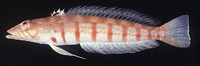 Parapercis multiplicata, Redbarred sandperch: