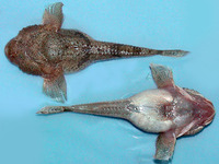 Benthophilus stellatus, Stellate tadpole-goby:
