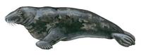 Image of: Halichoerus grypus (gray seal)
