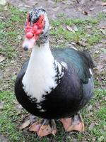 Image of: Cairina moschata (Muscovy duck)