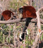 Varecia rubra - Red Ruffed Lemur