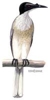 Image of: Philemon corniculatus (noisy friarbird)