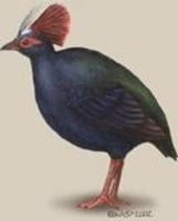 Image of: Rollulus rouloul (crested partridge)