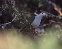 Grey-headed Imperial Pigeon - Ducula radiata