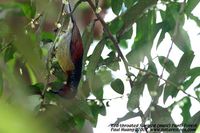 Red-throated Sunbird - Anthreptes rhodolaemus