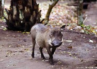 普通疣猪 Phacochoerus africanus -