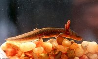 : Ambystoma opacum; Marbled Salamander Larvae