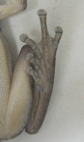 : Bokermannohyla luctuosa; Reservoir Treefrog