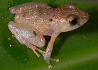 : Pristimantis ockendeni