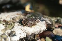 : Rana boylii; Foothill Yellow-legged Frog