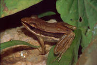 : Rana gracilis; Sri Lanka Wood Frog