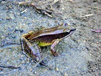 : Rana versabilis; Bamboo Leaf Odorous Frog