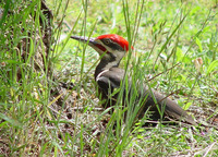 : Dryocopus pileatus; Pileated Woodpecker