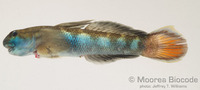: Sicyopterus lagocephalus