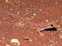 : Rhynchoedura ornata; Beaked Gecko