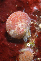 : Homalopoma luridum; Dark Dwarf-turban