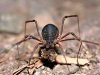 : Protolophus sp.
