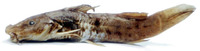 Parauchenoglanis balayi, : fisheries