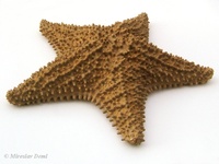 Oreaster reticulatus - cushioned star