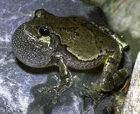 Image of: Hyla versicolor (gray treefrog)