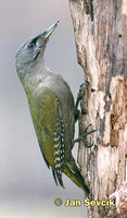 Picus canus - Grey-headed Woodpecker