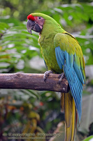 Ara ambigua - Great Green Macaw