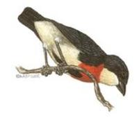 Image of: Dicaeum ignipectum (fire-breasted flowerpecker)