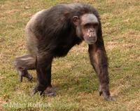 Pan troglodytes - Chimpanzee