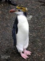 Royal Penguin - Eudyptes schlegeli
