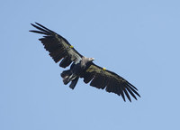 California Condor (Gymnogyps californianus) photo