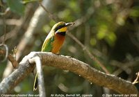 Cinnamon-chested Bee-eater - Merops oreobates