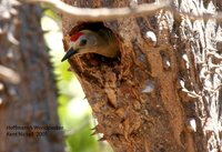 Hoffmann's Woodpecker - Melanerpes hoffmannii