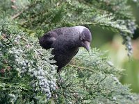 Eurasian Jackdaw - Corvus monedula
