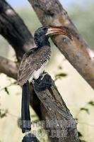 Monteiros hornbill (Tockus monteiri) is endemic to Southern Angola and Northern Namibia . Etosha...