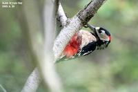 Dendrocopos major , 오색딱다구리 - Great Spotted Woodpecker