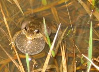 : Crinia signifera; Common Froglet