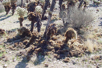 : Neotoma lepida (nest); Desert Woodrat (nest);