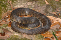 : Nerodia cyclopion; Mississippi Green Water Snake