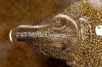 : Trionyx triunguis; African Softshell Turtle