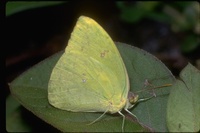 : Phoebis sp.; Sulphur Butterfly