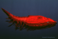 : Gnathophausia ingens; Deep Water Giant Red Mysid