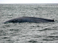 Blue Whales really are blue! 14 October 2006. Photo by Tim Shelmerdine