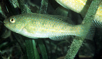 Leptoscarus vaigiensis, Marbled parrotfish: fisheries, aquarium